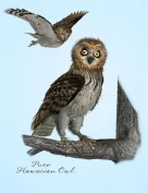 Songbird ReMix Owls