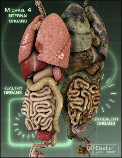 m4-internal-organs-large-1