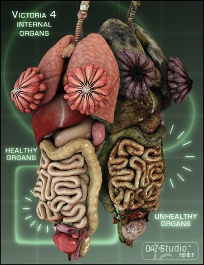 v4-internal-organs-large-1
