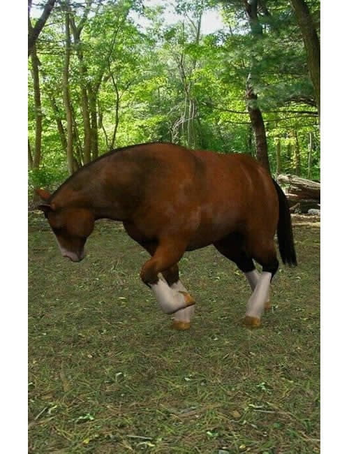 Cyclorama: Woodland Coast Backgrounds