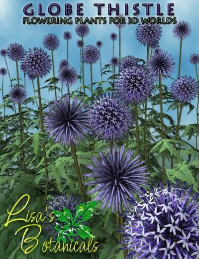 globe-thistle-large