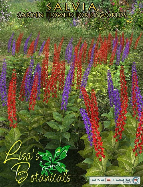 Lisa's Botanicals - Salvia