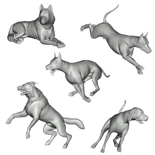 Canine Journey Poses