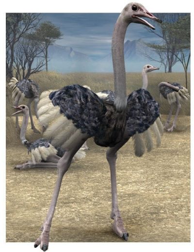 noggin-s-ostrich-large