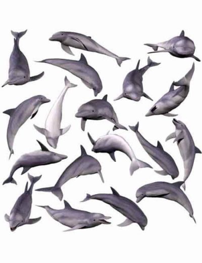 p4-dolphin-s-life-poses-large-4