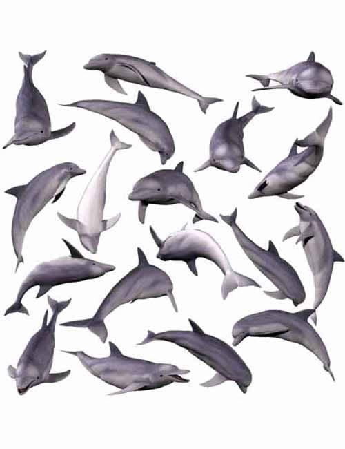 P4 Dolphin's Life Poses