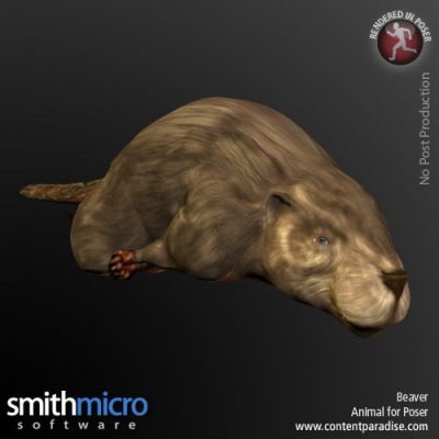 Beaver_01-1