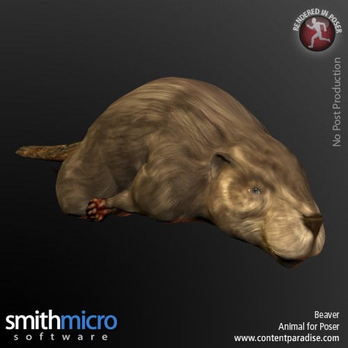 Beaver