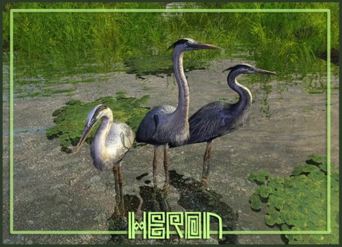 Heron