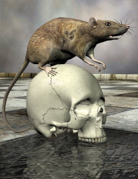 Noggin's Rat Noggin's Rat