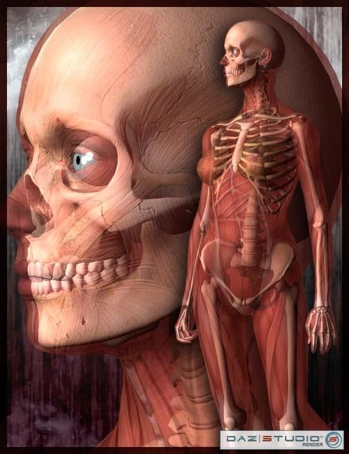 Victoria 3 and Michael 3 Skeletons