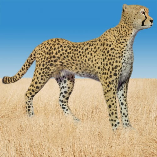 Cheetah by AM