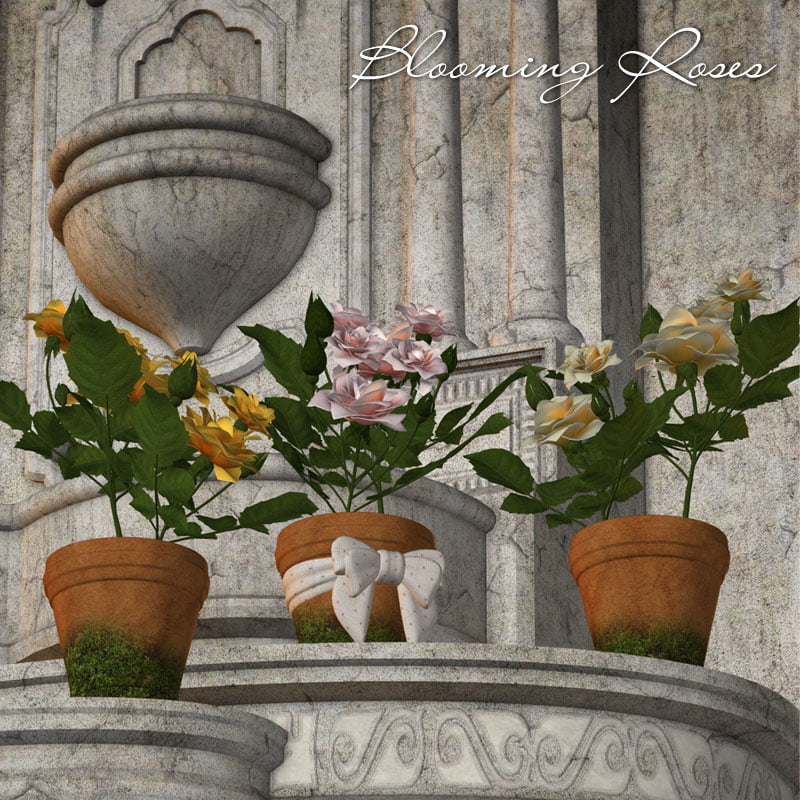 Blooming Roses