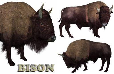 noggins-bison-large-1