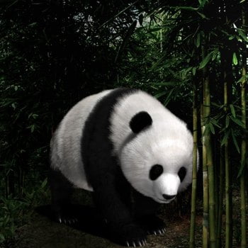 Panda (Poser)