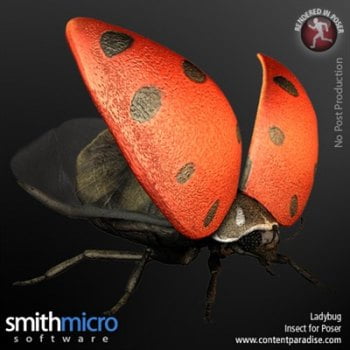 Ladybug