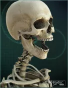 V4 Skeleton