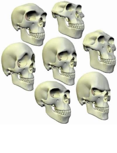 morphing-skull-large2-1