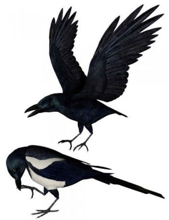 Noggin's Poser Crows