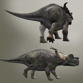 AchelousaurusDR