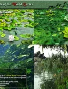 Realms Art Pond & Water Plants