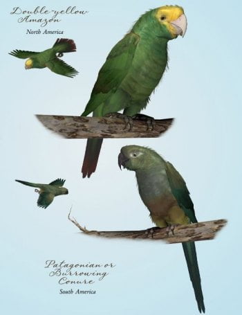 Songbird ReMix Parrots of the World