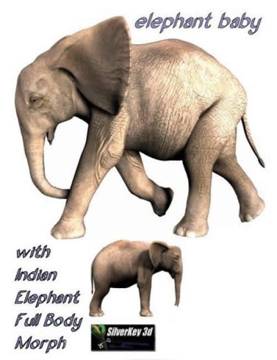 baby-elephant-large