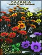 Lisa's Botanicals - Gazania
