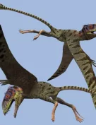 PeteinosaurusDR