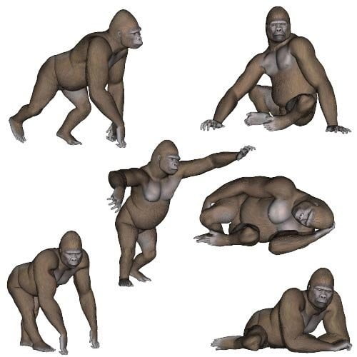 Gorilla Poses