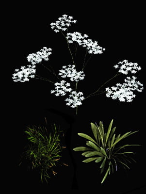 Li'l lush lacy meadow