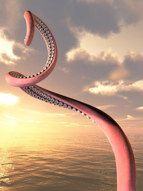Octopus Tentacle