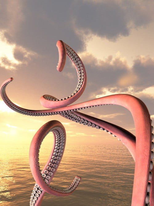 Octopus Tentacle