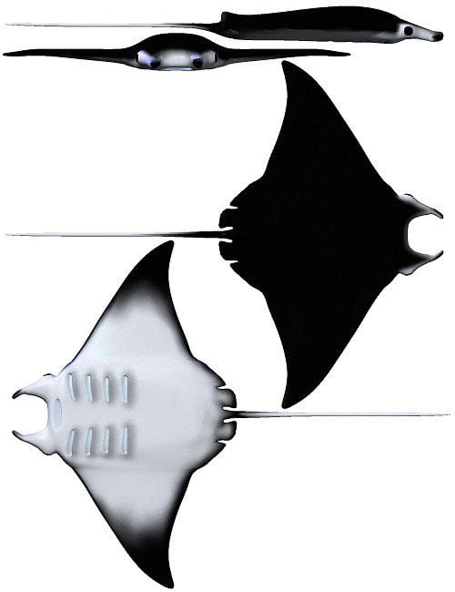 Manta Ray