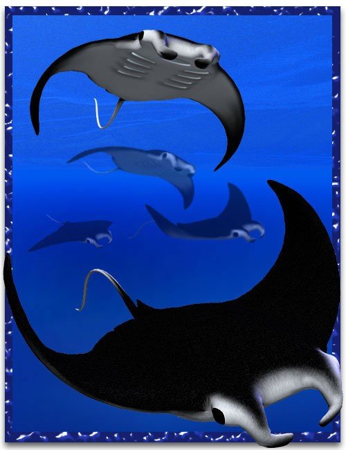 Manta Ray