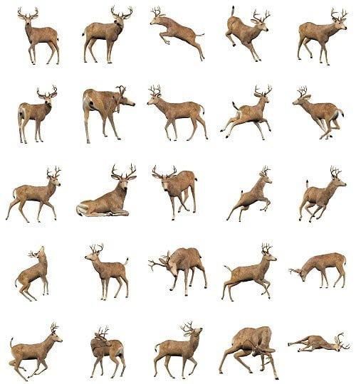 Buck Poses