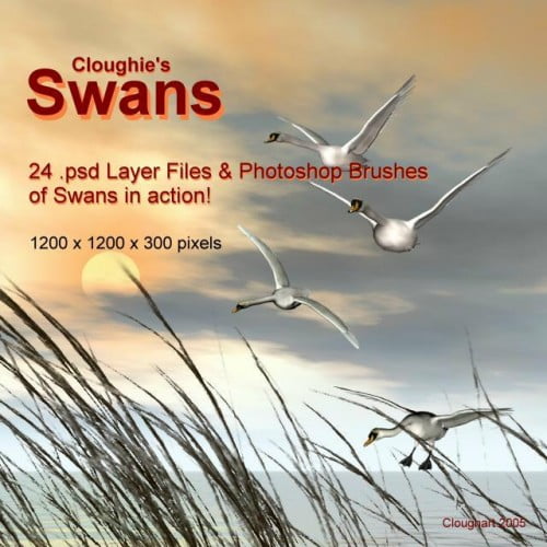 Cloughie’s Swans