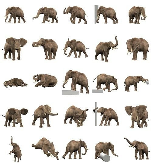Elephant Poses