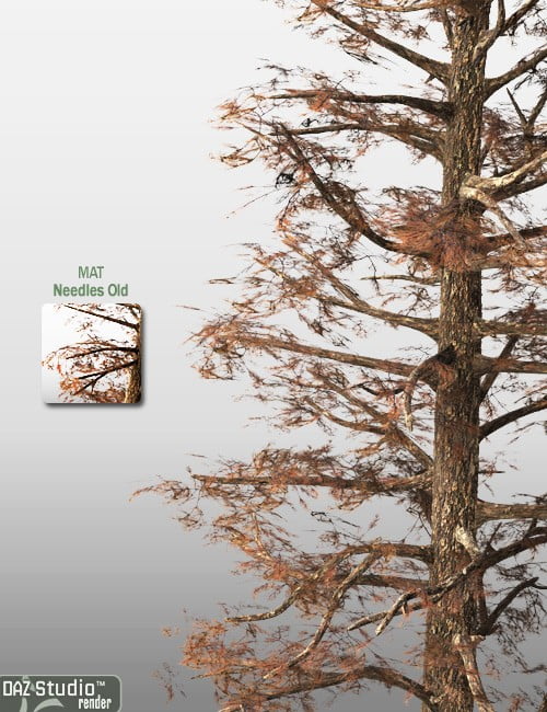 Forest Tree - Scots Pine