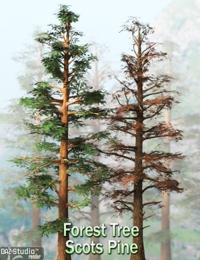 forest-tree-scots-pine-large
