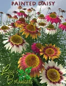 Lisa's Botanicals - Painted Daisy