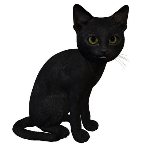 Millennium Cat Millennium Cat