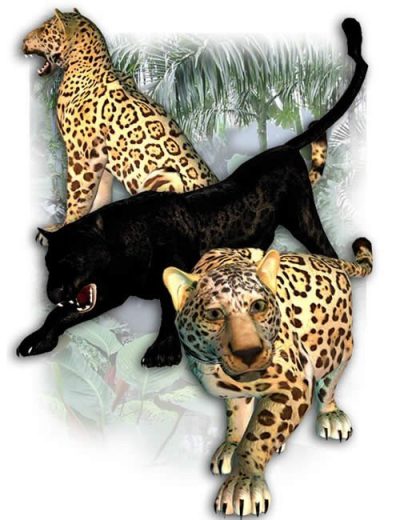 panthers-large