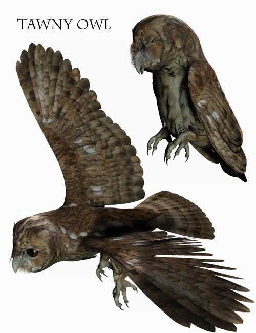 Noggin?s Owl Species