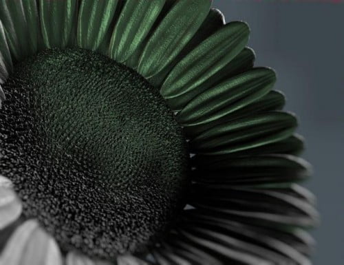 The Magnificent Sunflower