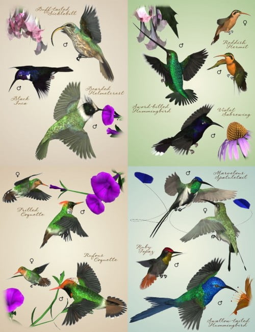 Songbird ReMix: Hummingbirds of South America