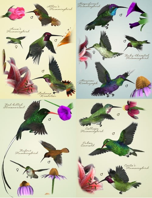 Songbird ReMix: Hummingbirds of North America