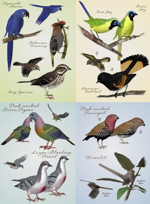 Songbird ReMix: Cool and Unusual Birds 3