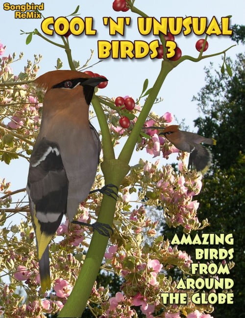 Songbird ReMix: Cool and Unusual Birds 3 Songbird ReMix: Cool and Unusual Birds 3