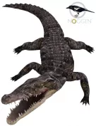 Noggin's Poser Croc
